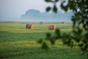 Norbert Nykiel Krajobraz  Tytuł  Letni mglisty poranek na wsi   A foggy summer morning in the countryside